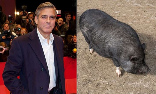 
	
	George Clooney lại chọn cho mình một chú lợn tên Max làm vật nuôi. Max đã sống cùng với nam diễn viên suốt 18 năm và mất vào năm 2006.